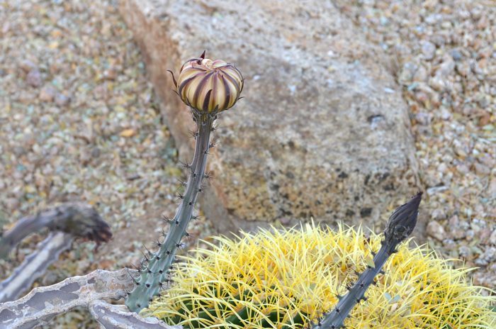 Matraca flowers flare abruptly near the apex of the corolla tube. Fruits are indehiscent, red to scarlet, fleshy and rounded. Peniocereus johnstonii